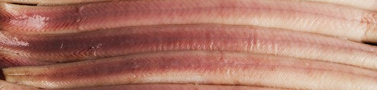 Palingfilet