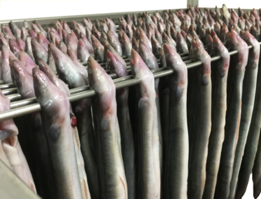 Hollandse Kweekaal 200/300Gr vers